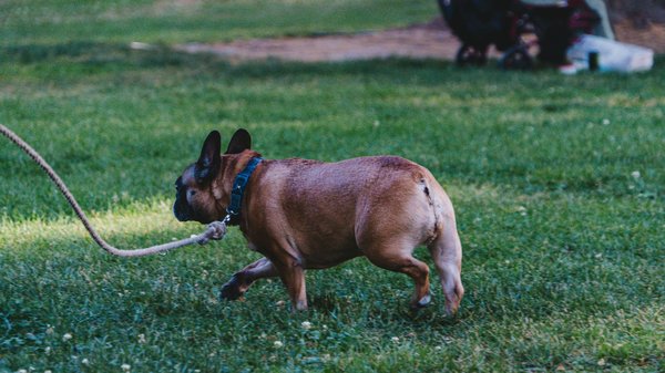Spécialiste en lapin et rongeur: trouvez tout chez LePetitRongeur.com