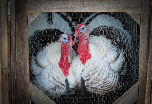 Nutrition spécialisée : conseils pour vos oiseaux de compagnie