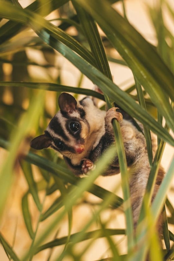 Quels sont les signes de bonne santé chez un sugar glider ?
