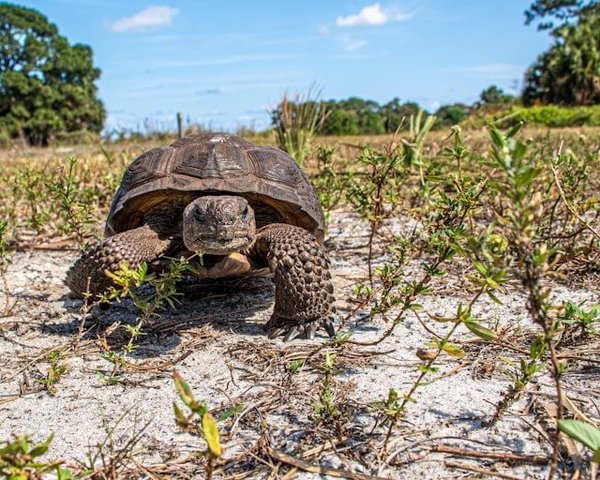 Quels sont les soins spécifiques à apporter aux tortues de terre en captivité ?