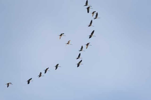 La navigation des oiseaux migrateurs : une incroyable compétence