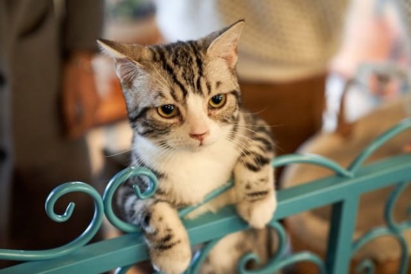 Quelles sont les races de chats les plus adaptées à la vie en appartement ?