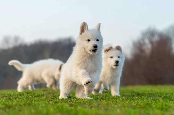 Berger blanc suisse : conseils pour le dresser ?