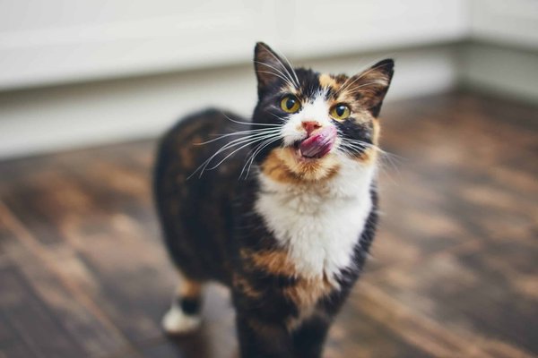 Comportement d'un chat : Comment reconnaître qu'il a faim ?